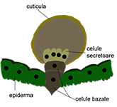 Par secretor la menta piperita(menta)
