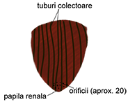 Piramida renala
