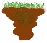Radacina firoasa