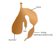 Stomact tetracameral