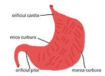Stomacul