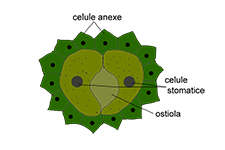 Stomata