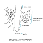 Structura varfului radacinii