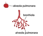 alveola