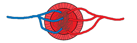 Capilara sangvina