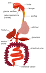 Sistemul digestiv mamifer